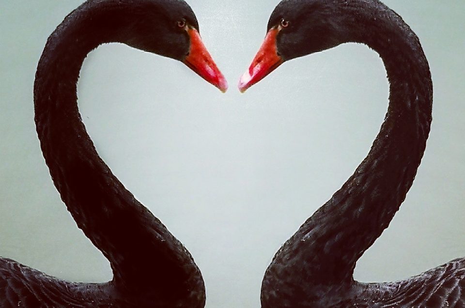 Joey shaw photographer