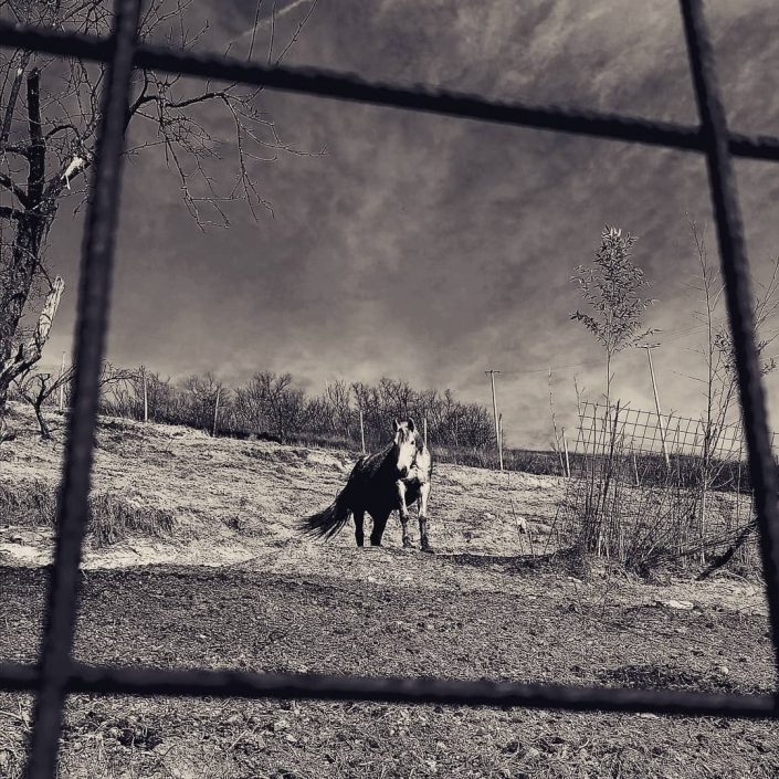 joey shaw photographer