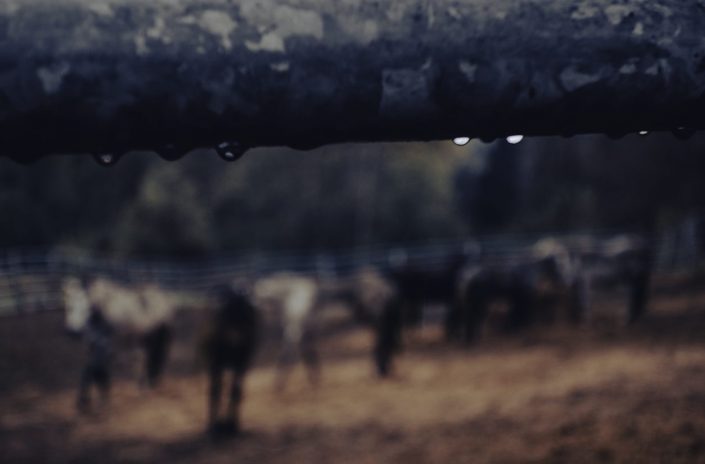 famous photographer joey shaw