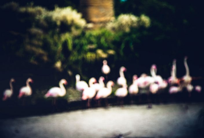 photographer joey shaw